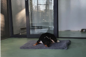 Black, brown, and white dog, laying on grey blanket in kennel accommodation